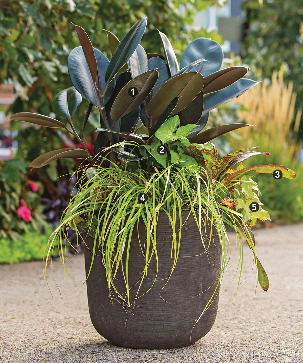 outdoor potted plants shade