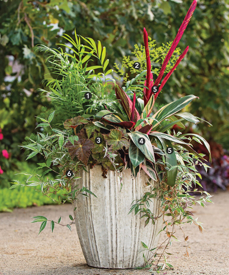 Tropical Inspiration For Shade Containers - Fine Gardening