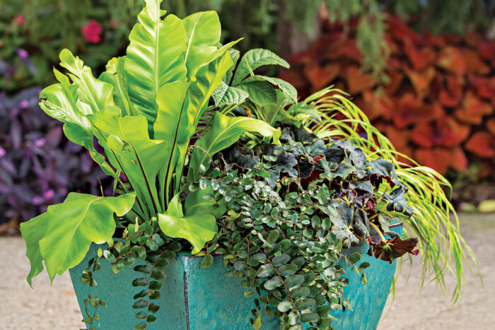 tropical shade container