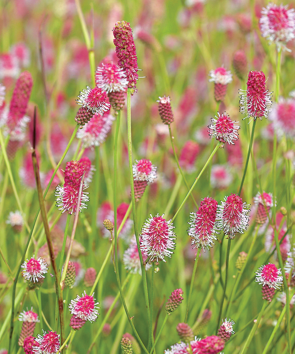 Burnets Are Tough and Beautiful Plants - FineGardening