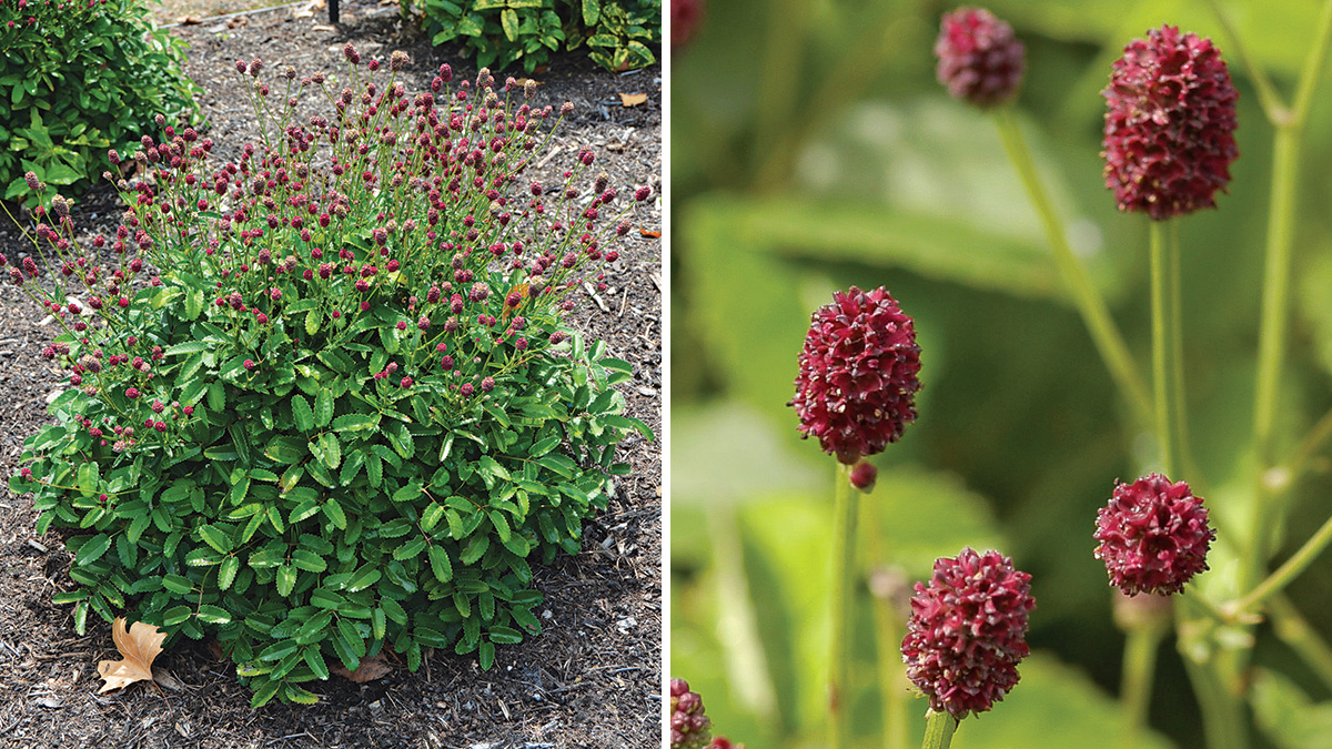 Burnets Are Tough and Beautiful Plants - FineGardening