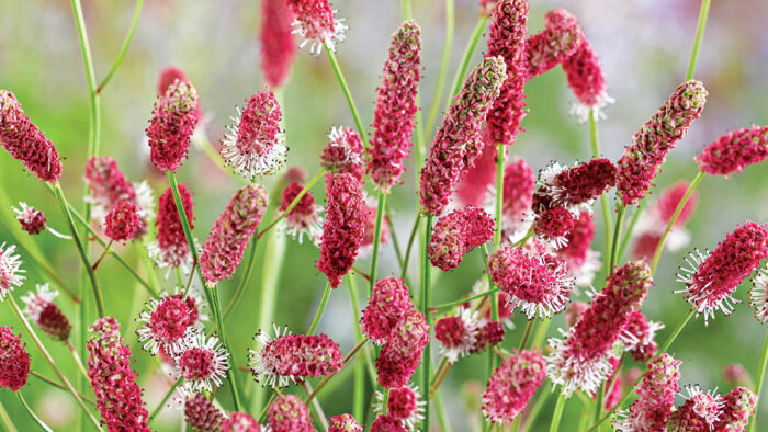 Oriental burnet