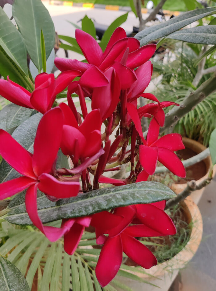 red plumeria in a container