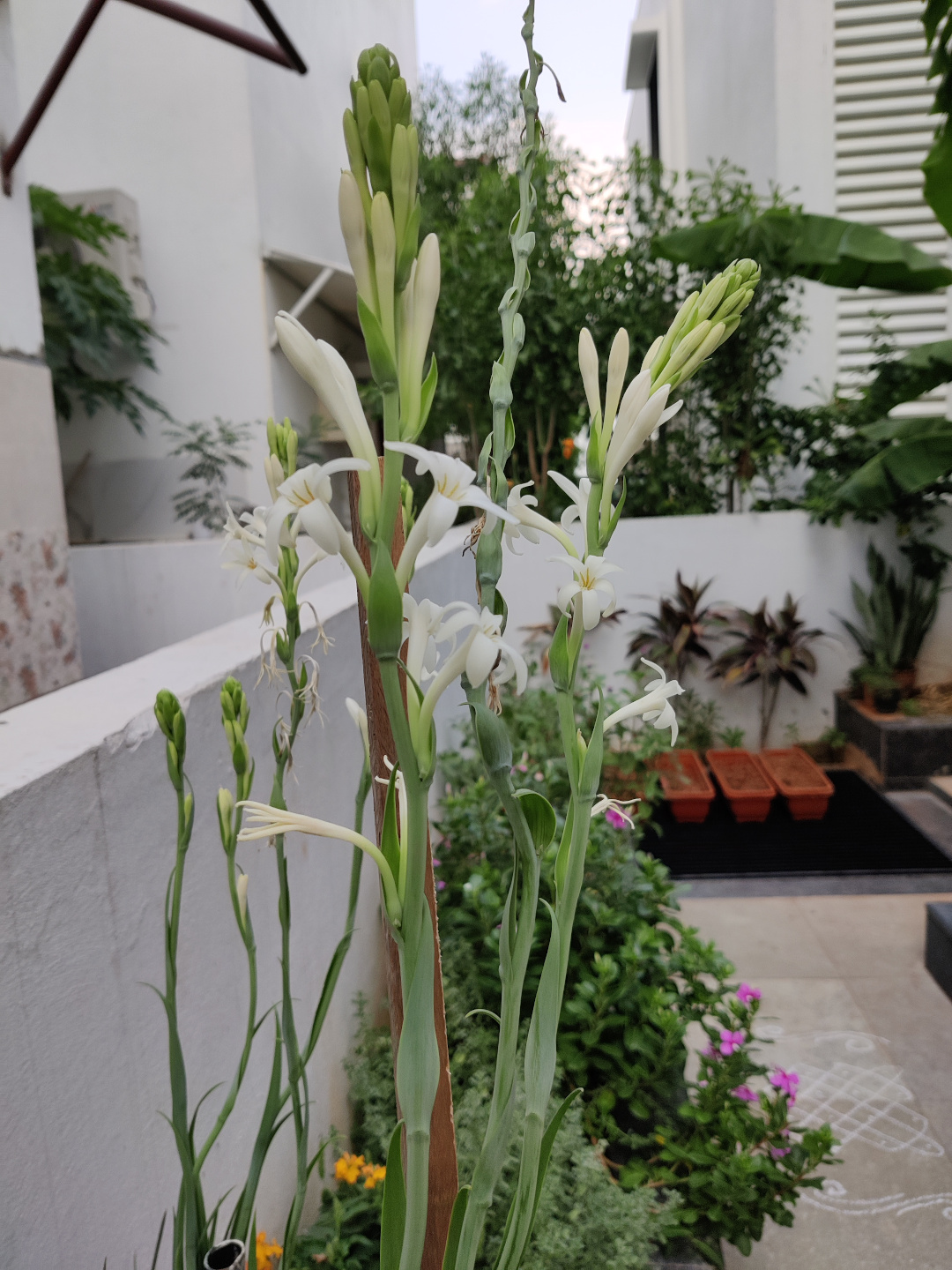 slender plant with small white flowers