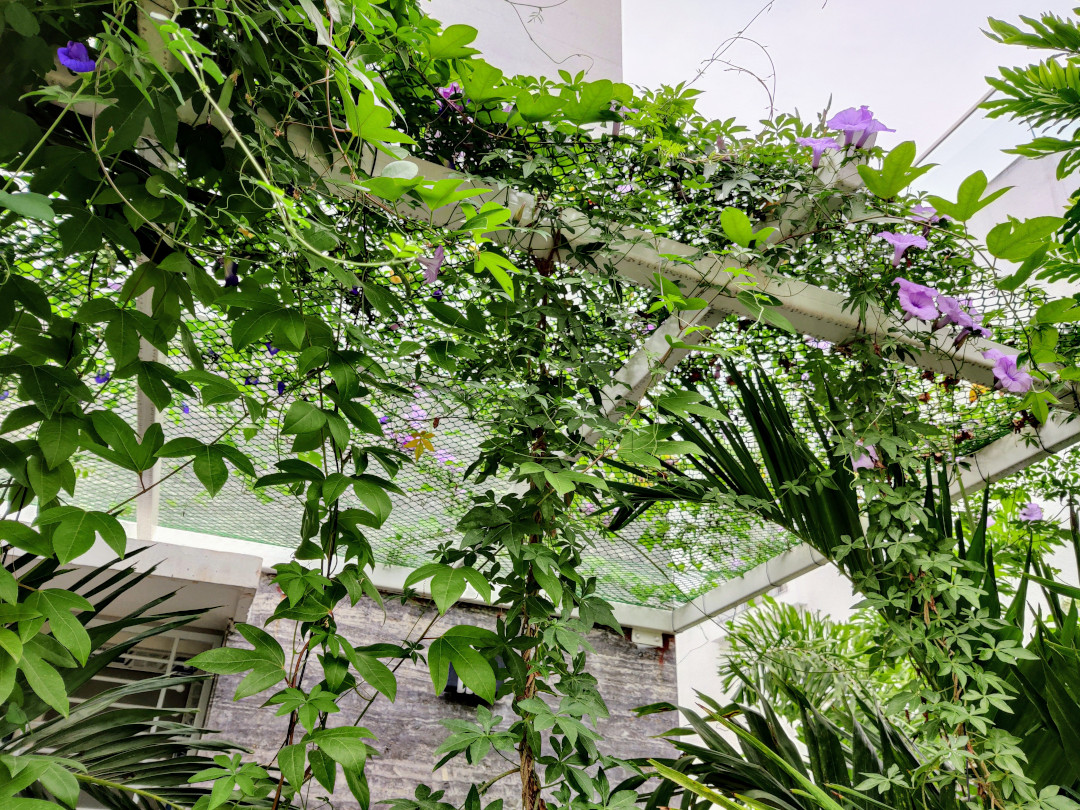 pergola covered with vines