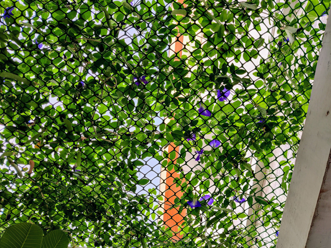 mesh pergola covered with purple flowers