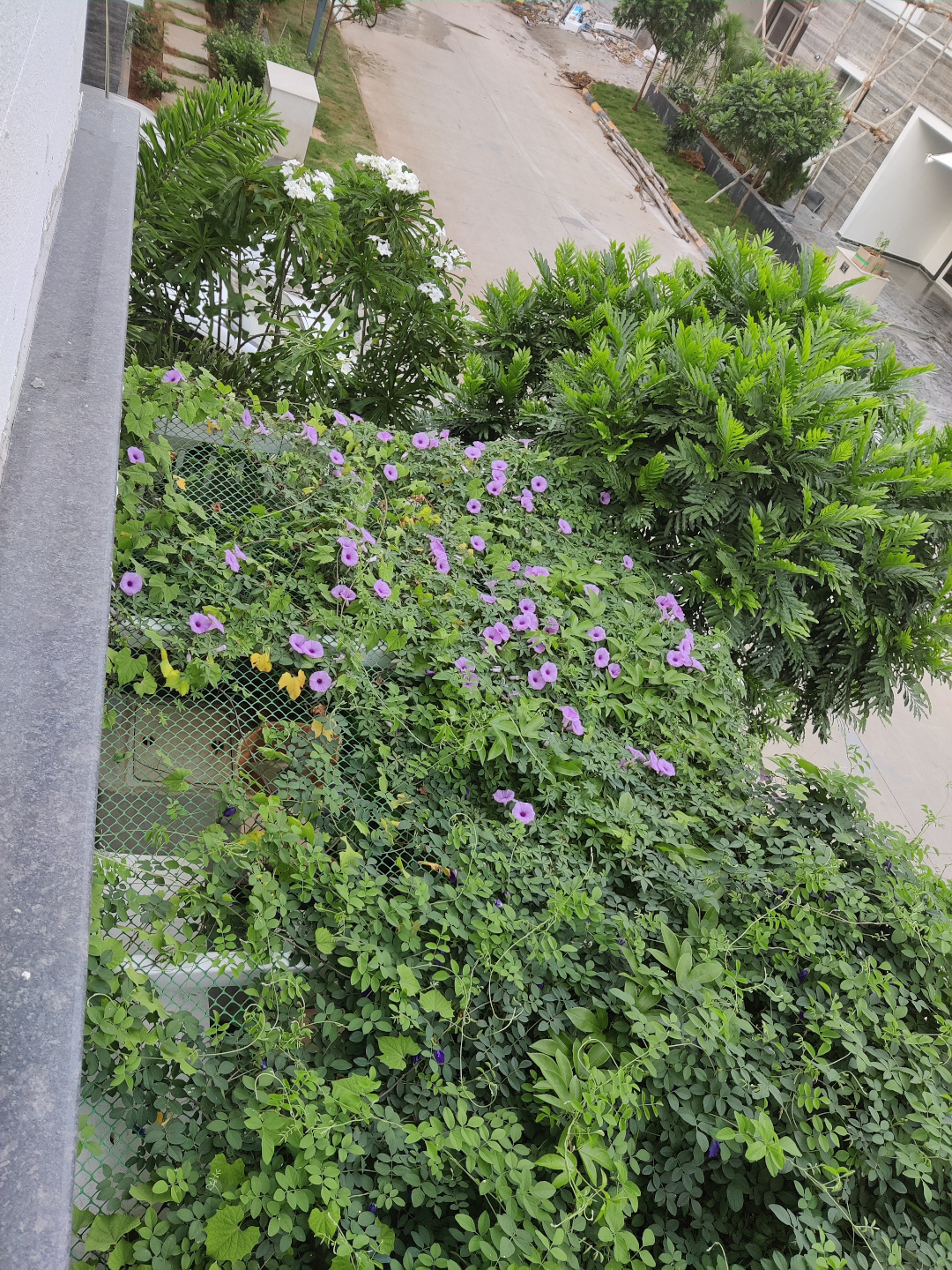 vine-covered pergola from above