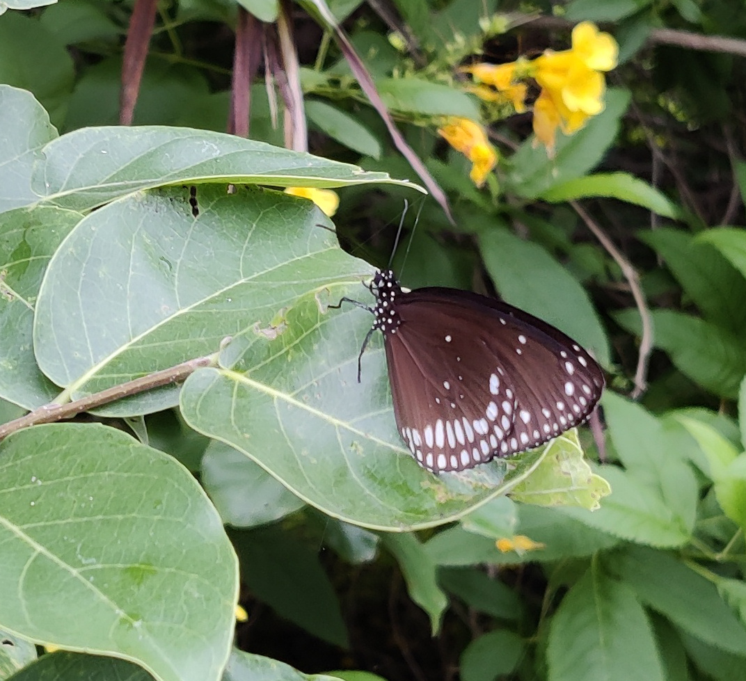 black butterfly with white spots resting on a plant