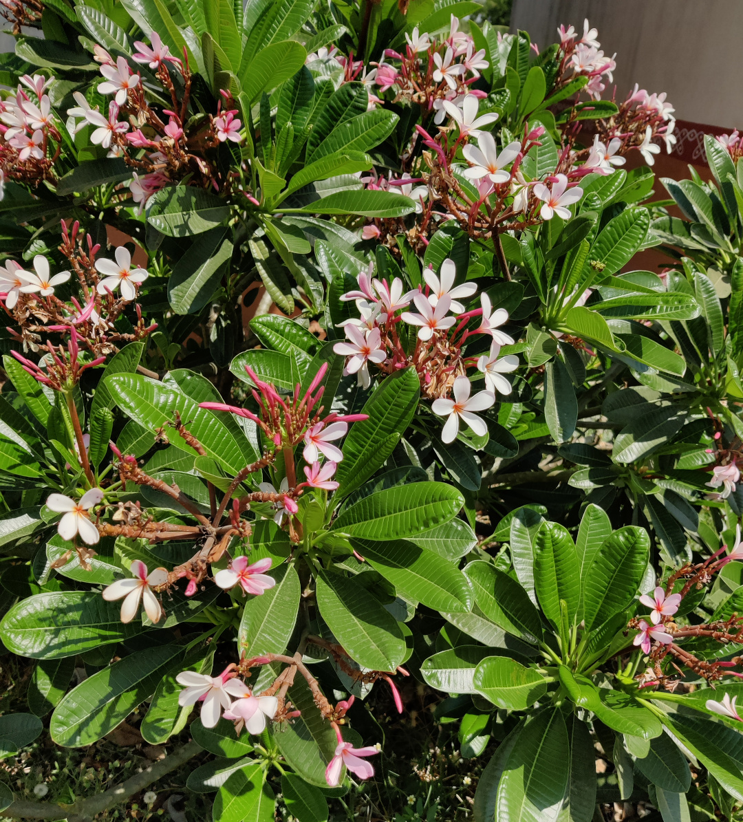 plant with small light pink flowers and shiny foliage