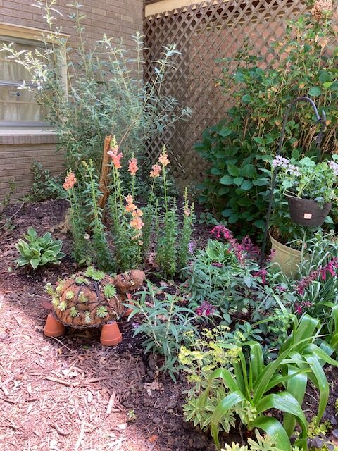 garden bed with mixed plants and succulent turtle