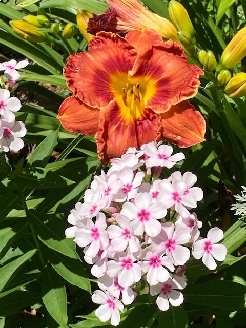 orange daylily with light pink phlox