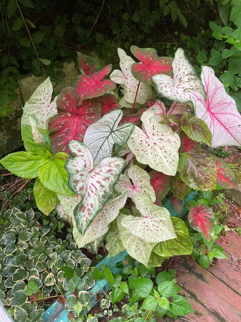 group of plants with green and pink foliage