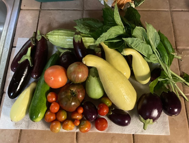 various vegetables just harvested