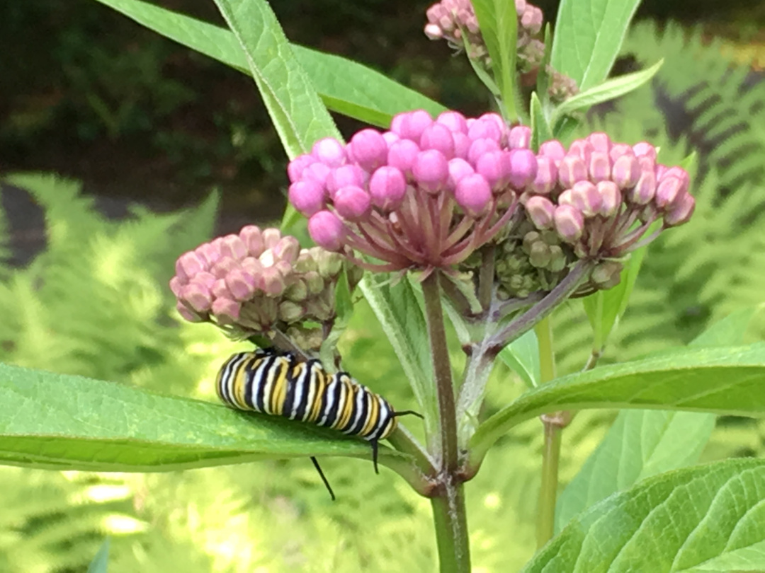 caterpillar eating a milkweed plant