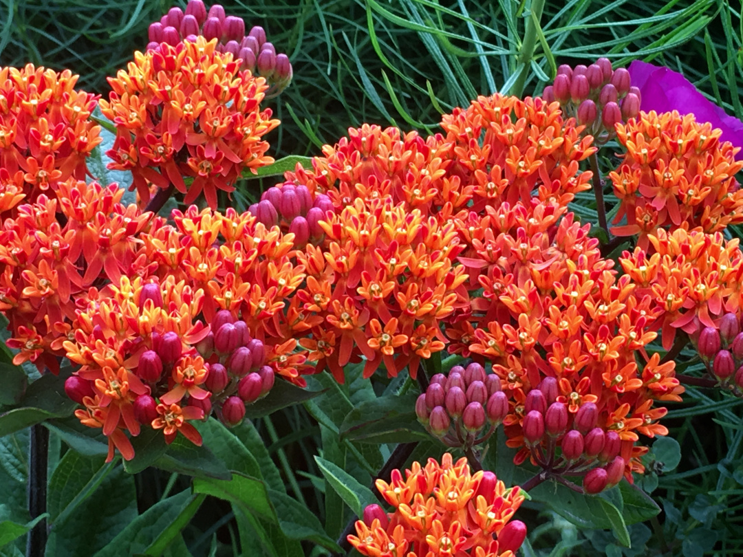 orange butterfly weed in full bloom