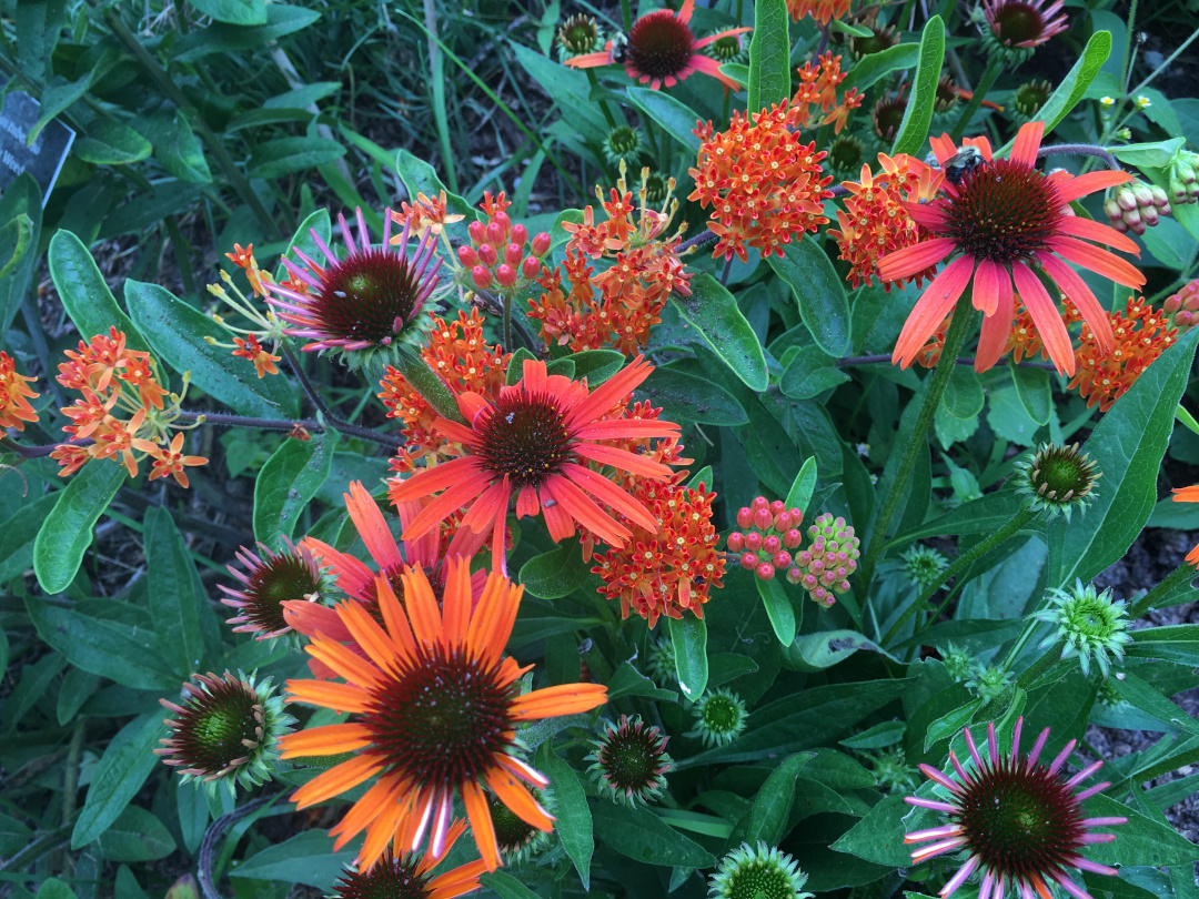 flowers in various shades of orange