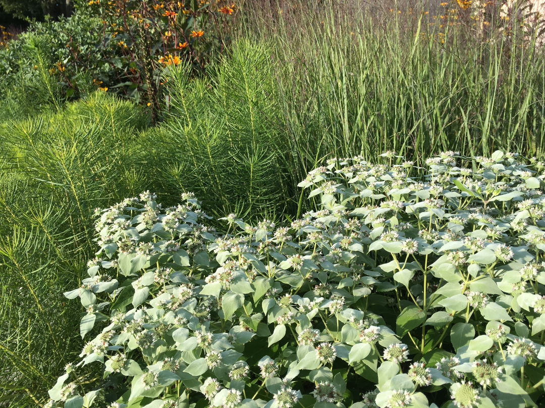 Mountain mint