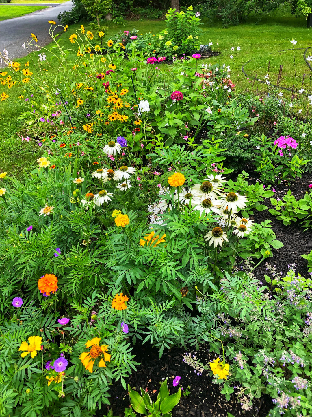 sunny garden bed in bloom