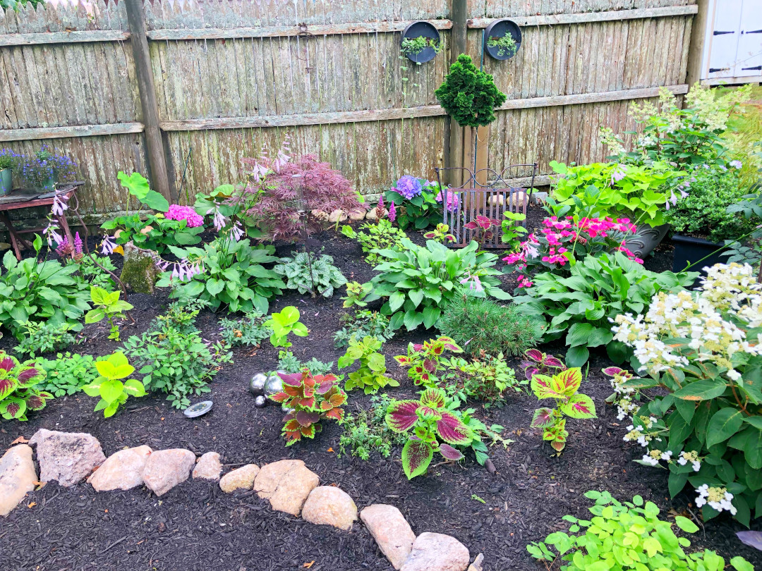 shade garden with lots of coleus