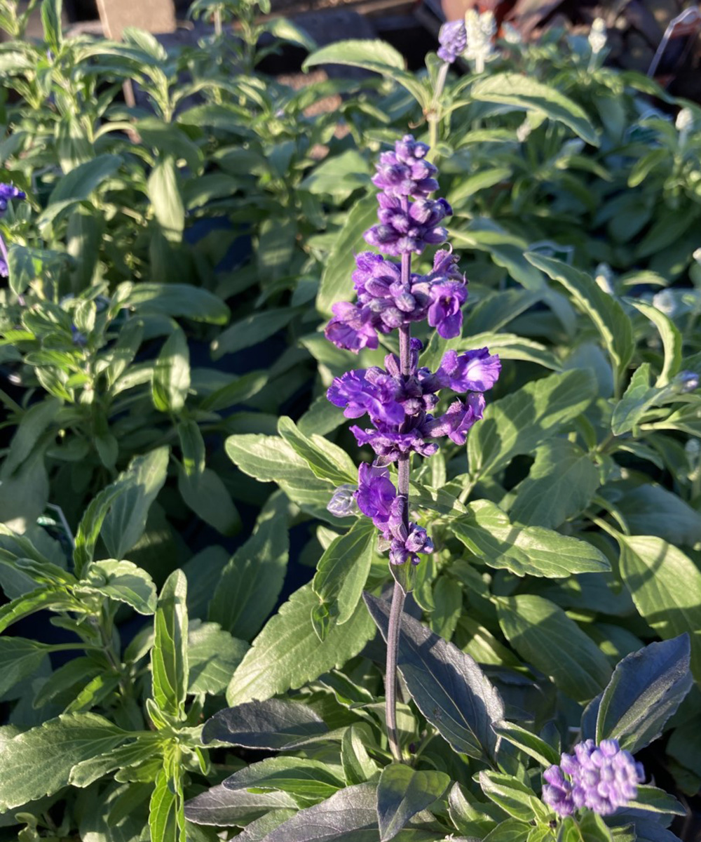 Spectacular Salvias for the South - FineGardening