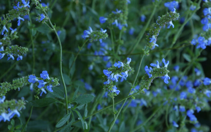 bog sage