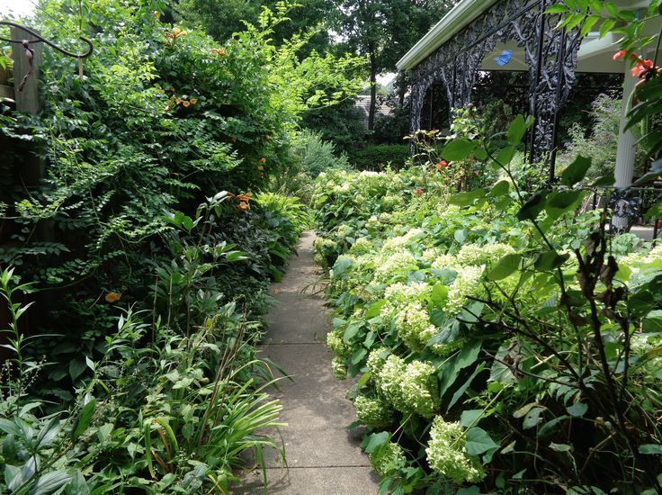 garden path with lots of smooth hydrangea