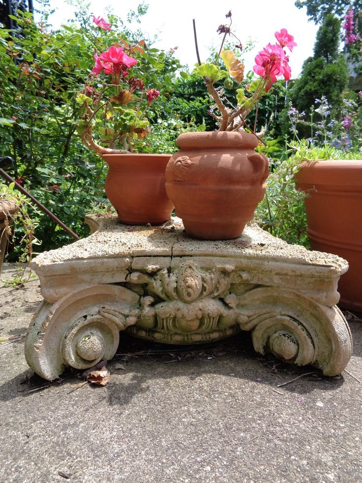 pink potted geraniums