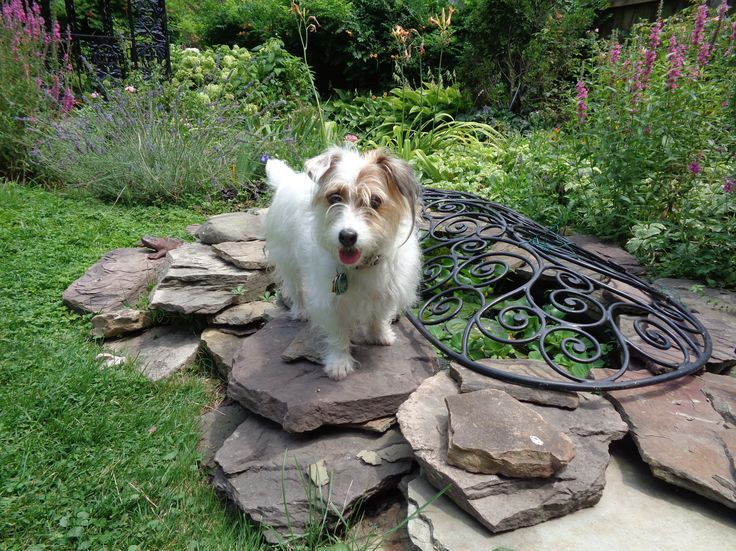 dog next to small garden pond