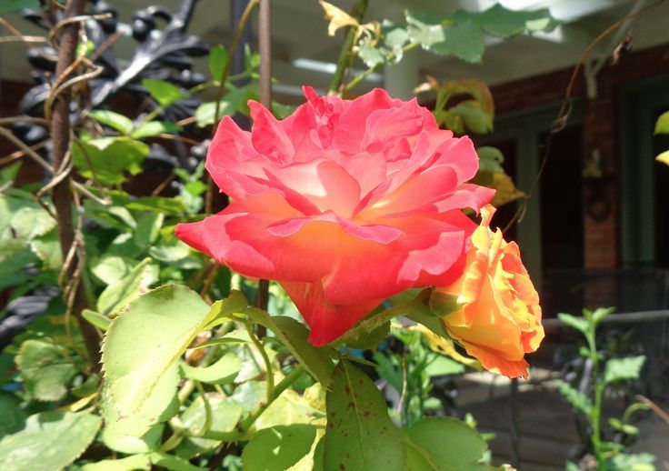 bright pink and orange rose