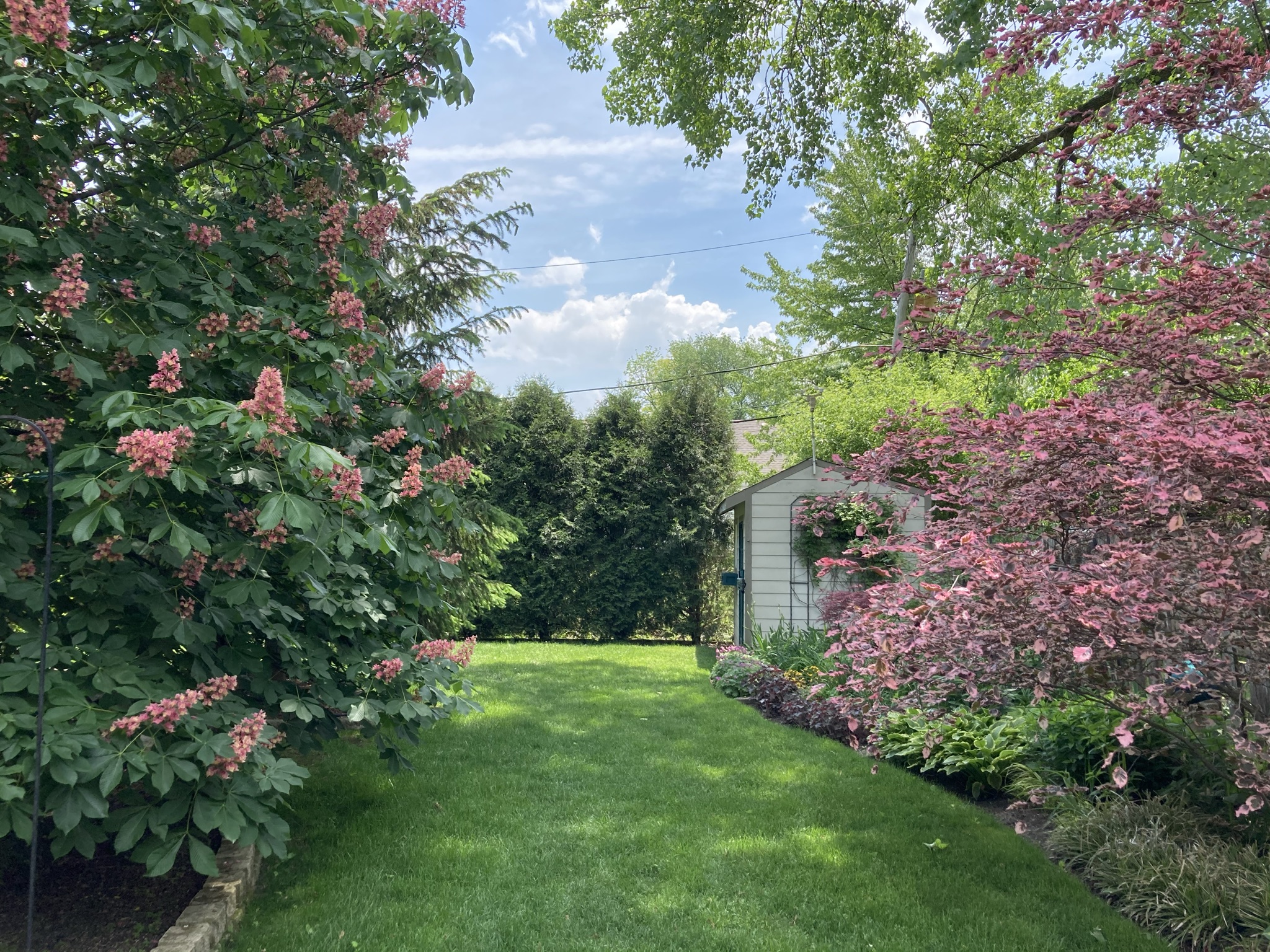 garden path with pink shrubs on both sides