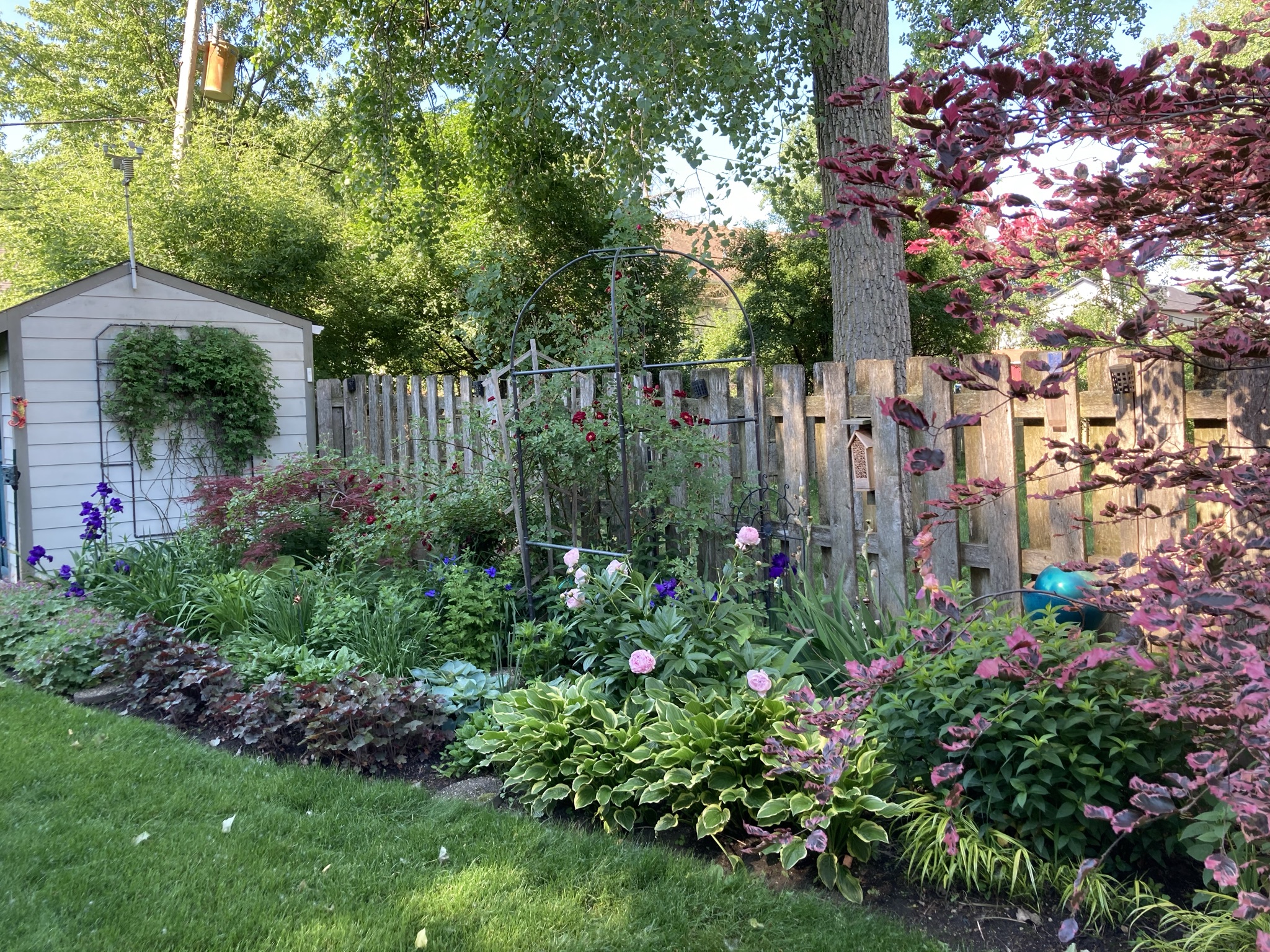 narrow garden bed in summer