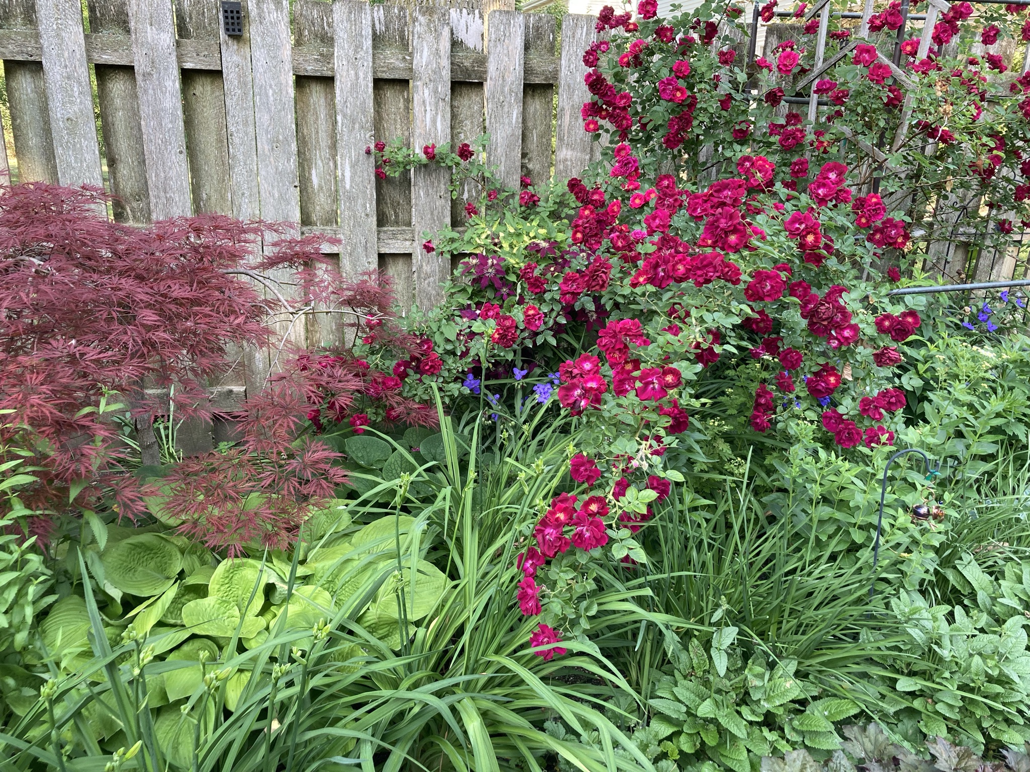 japanese maple next to a dark magenta rose