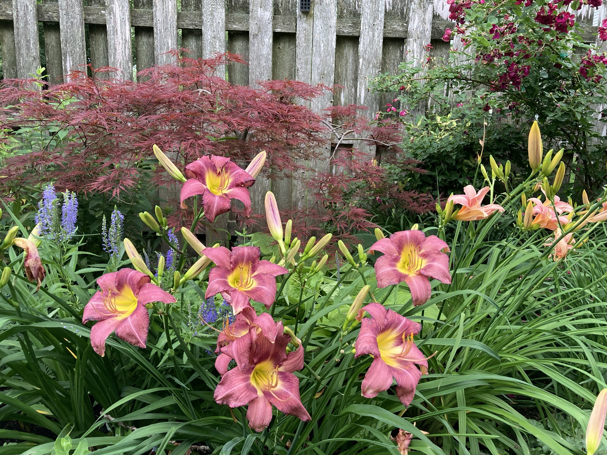 dusty pink daylilies in front of a small japanese maple