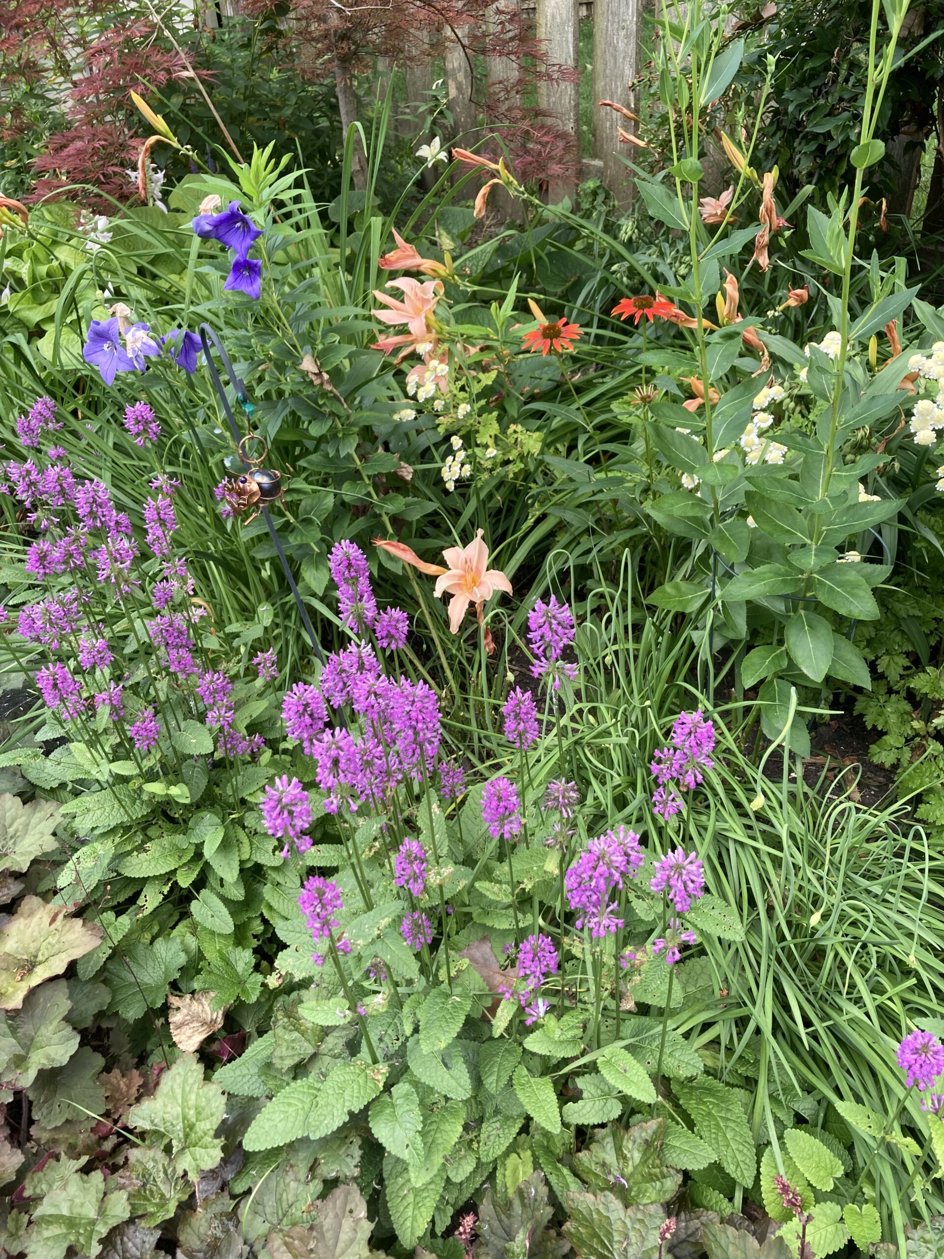 mix of flowers in garden bed