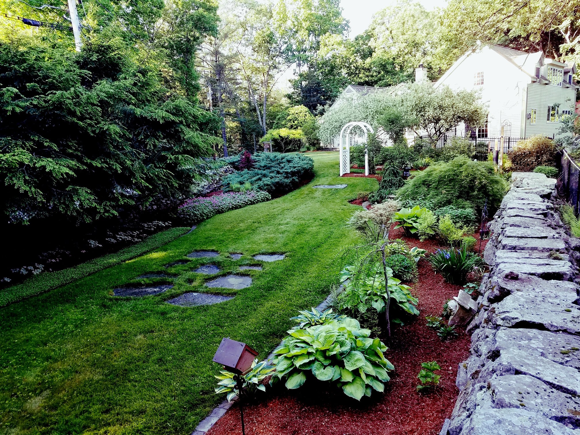 garden oath with hostas on one side and large shrub on the other