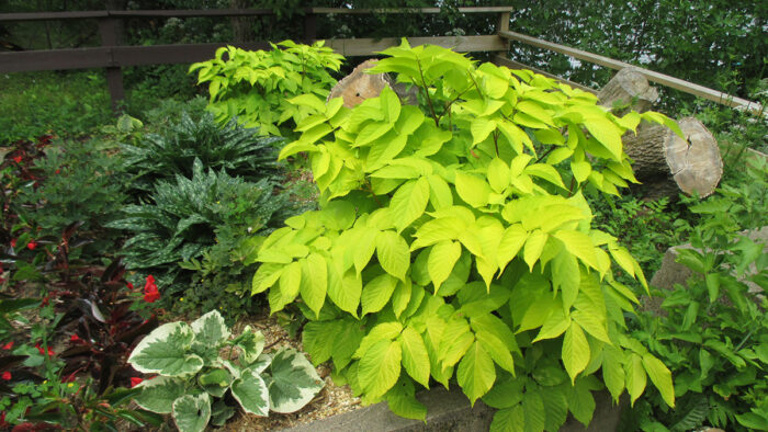 Sun King aralia in a garden