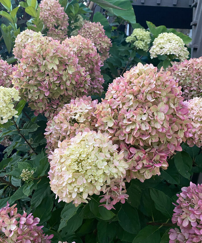 panicle hydrangea in fall