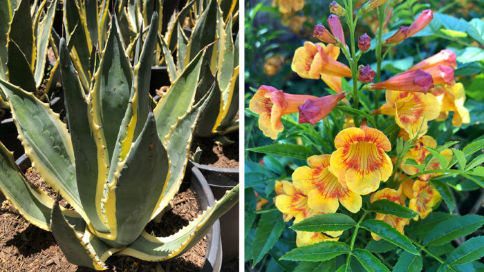 plant combos for the southwest