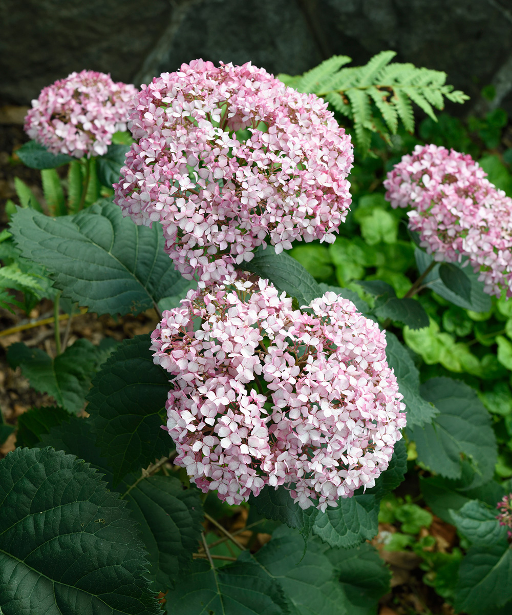 Smooth and Oakleaf Hydrangeas for the Mid Atlantic FineGardening