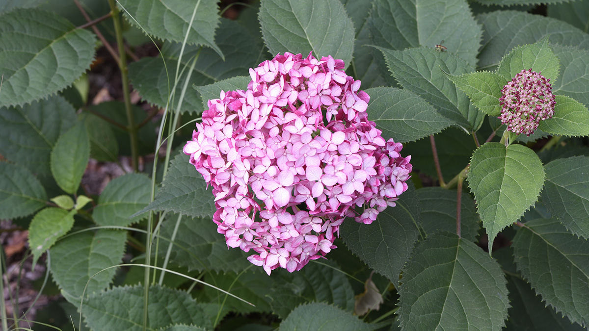 Smooth and Oakleaf Hydrangeas for the Mid Atlantic FineGardening