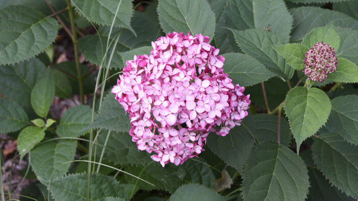 pink smooth hydrangea