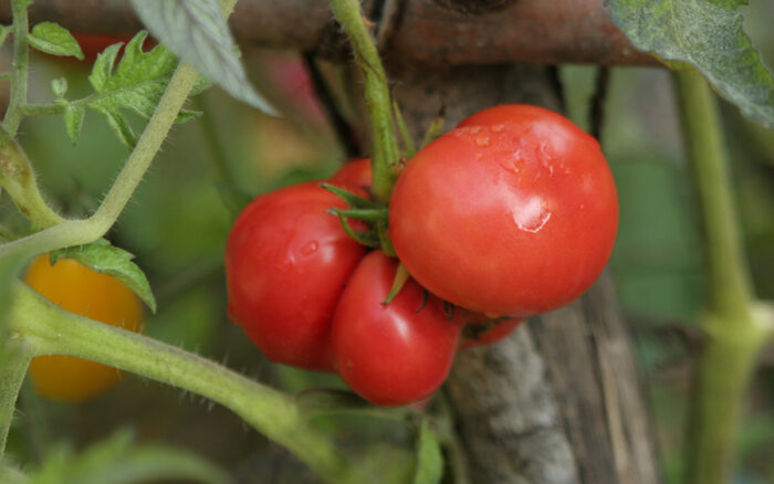 Brandywine tomato