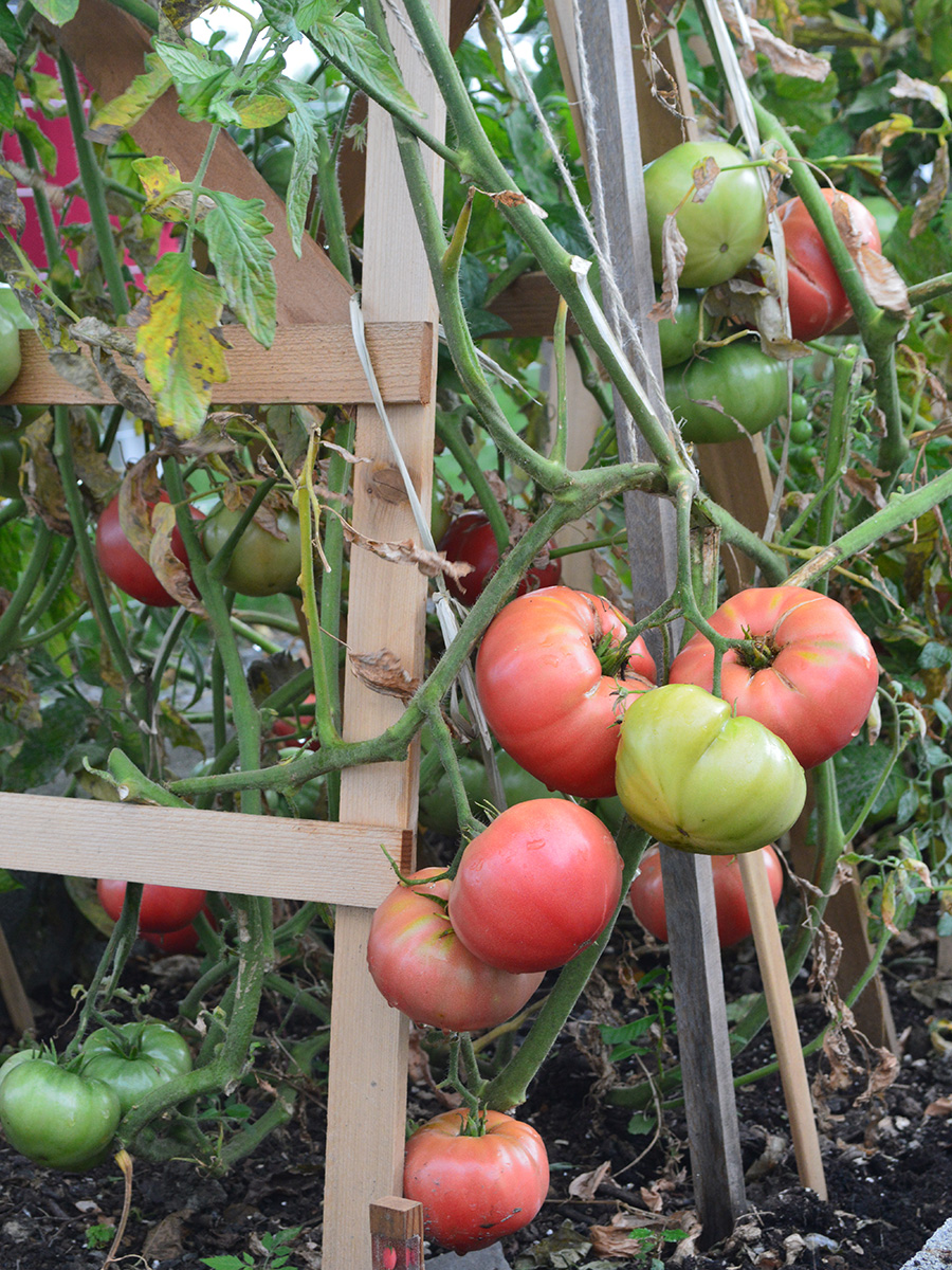 Pink Brandywine' Tomatoes Ripening At Our Great Tasting, 47% OFF