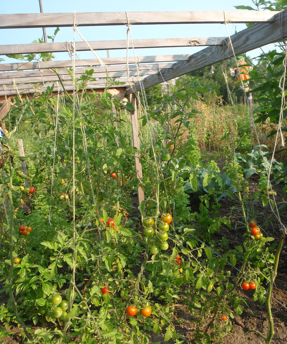 Tomatoes Are Tops for Summer Crops - Indiana Yard and Garden