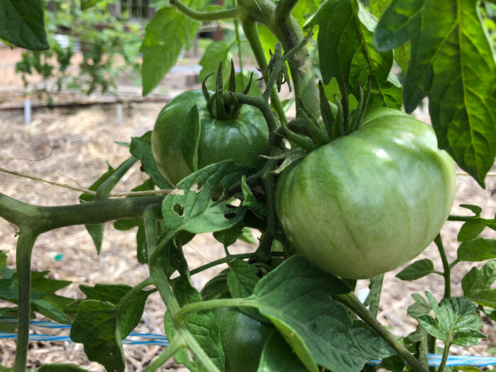 Growing Tomatoes in the Heat of Summer - FineGardening