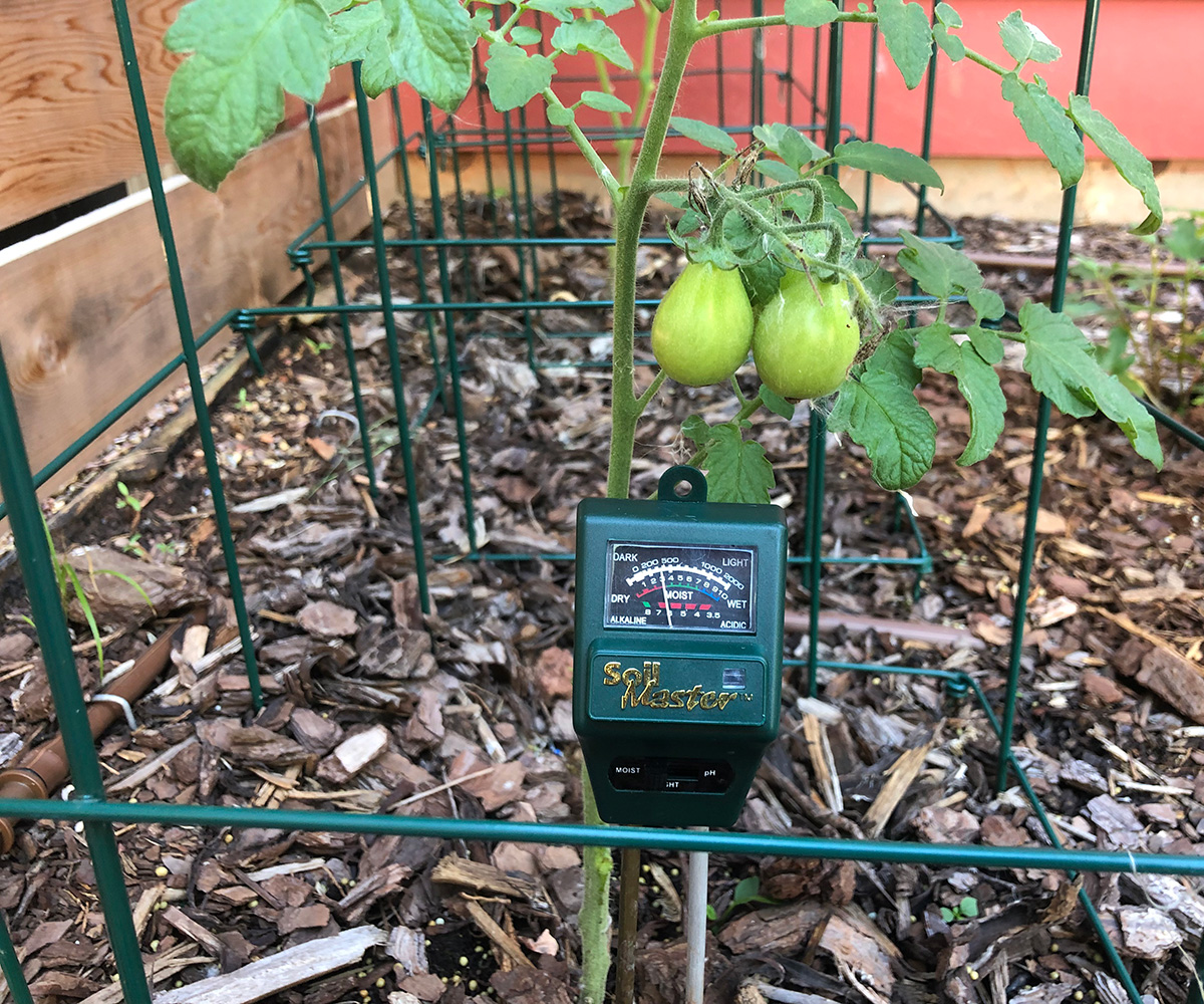 Protecting Tomato Plants in a Heatwave