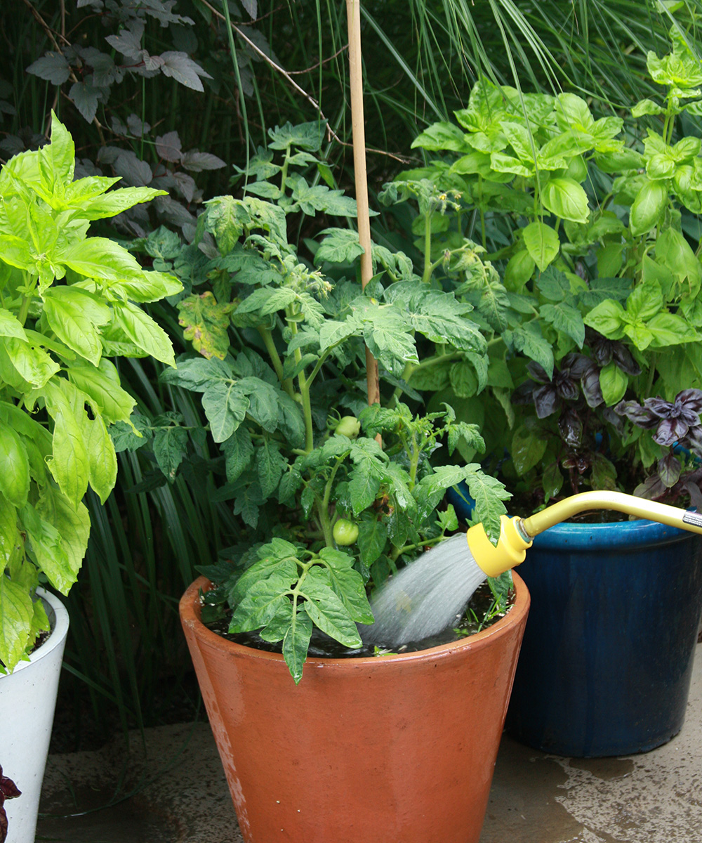 How Often to Water Tomato Plants for Maximum Growth