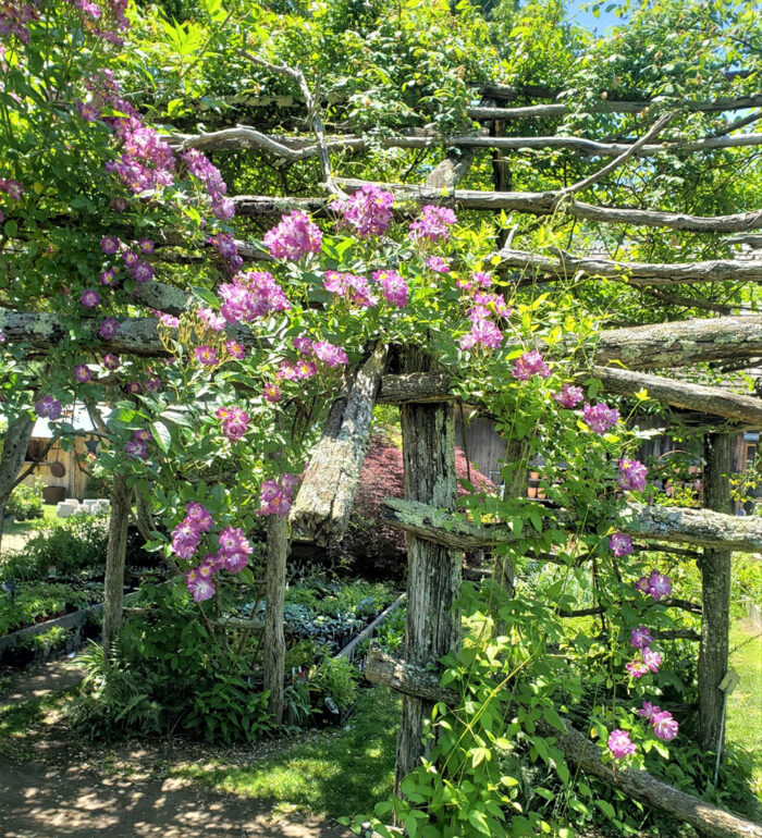 pink climbing rose