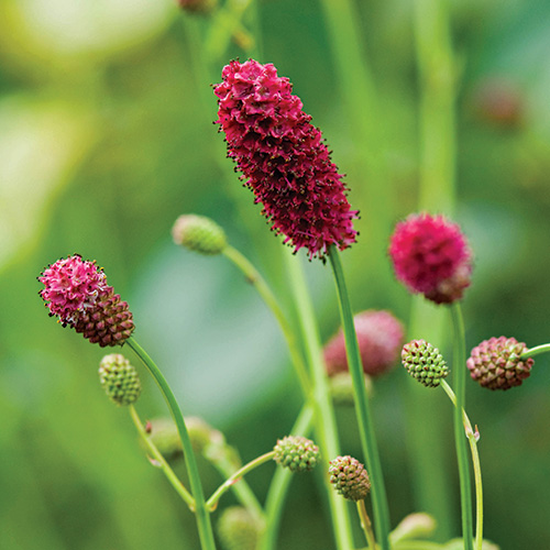 These New Burnets Deserve Your Attention - FineGardening