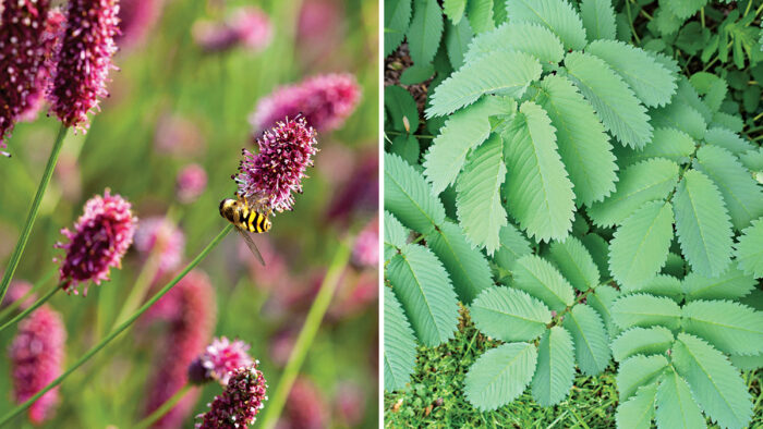 growing burnets